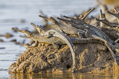 Gharial photo 4