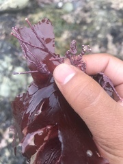 Clathromorphum parcum