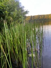Eleocharis quadrangulata