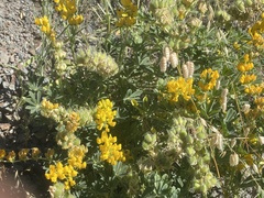 Lupinus luteolus