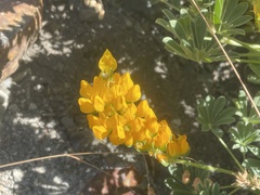 Lupinus luteolus