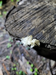 Tremella fuciformis