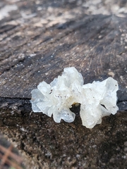 Tremella fuciformis