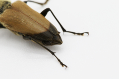 Trigonarthris proxima