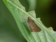 Suastus gremius