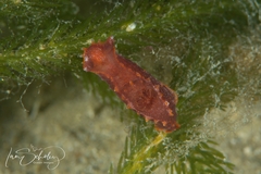 Polycera parvula
