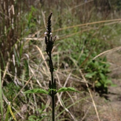 Verbena carolina