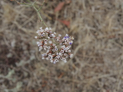 Limonium sareptanum