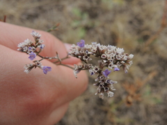 Limonium sareptanum