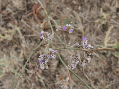 Limonium sareptanum