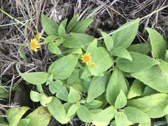 Wollastonia biflora