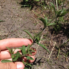 Verbena carolina