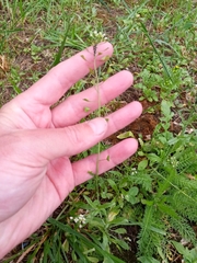 Capsella bursa-pastoris