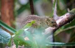 Sundasciurus everetti