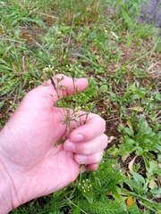 Capsella bursa-pastoris