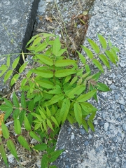 Ailanthus altissima
