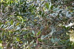 Cryptocarya agathophylla