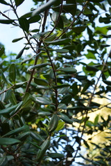 Cryptocarya agathophylla