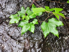 Ampelopsis humulifolia