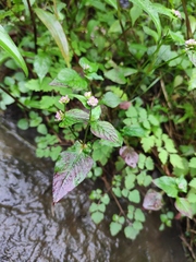 Persicaria nepalensis