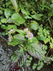 Persicaria nepalensis
