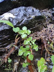 Pilea cavaleriei