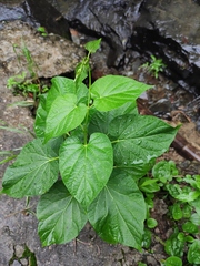 Vincetoxicum auriculatum