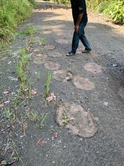 Elephas maximus borneensis