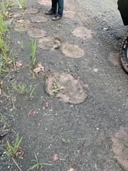 Elephas maximus borneensis