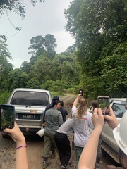 Elephas maximus borneensis