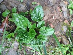 Plantago asiatica