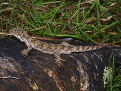 Mokopirirakau granulatus