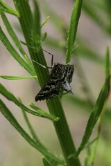 Epipagis forsythae