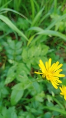 Crepis lyrata