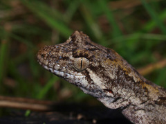 Mokopirirakau granulatus