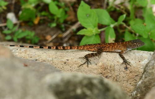 Sceloporus utiformis