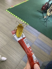 Celosterna pollinosa