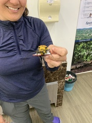 Celosterna pollinosa