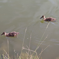 Anas platyrhynchos