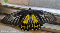 Troides aeacus
