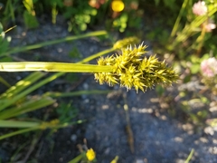 Carex stipata