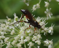 Ichneumon extensorius