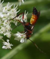 Ichneumon extensorius
