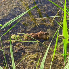 Ondatra zibethicus