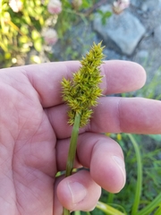 Carex stipata