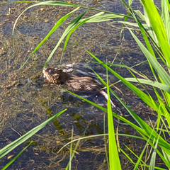 Ondatra zibethicus