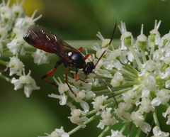 Ichneumon extensorius