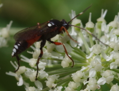 Ichneumon extensorius