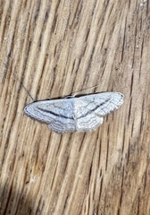 Idaea mediaria