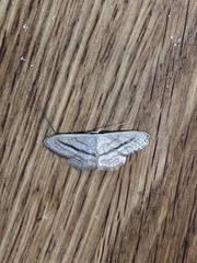 Idaea mediaria